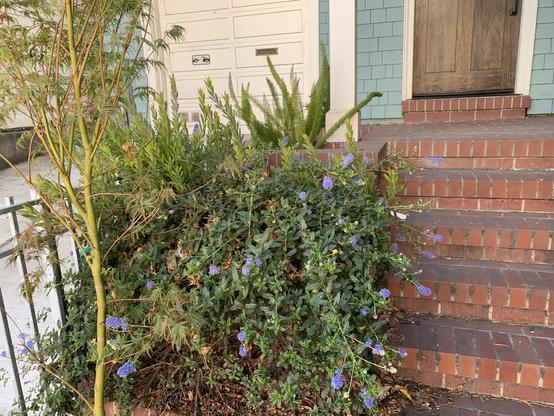 ceanothus shrub blooming with indigo flower clusters next to a house’s front steps