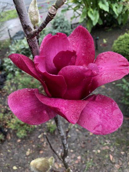 Vividly pink magnolia blossom wet with raindrops sprouting from a young vulcan magnolia tree.