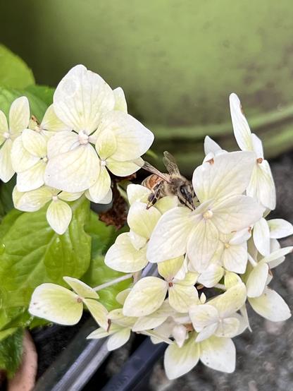 A amber and black bee is on the smallish, chartreuse-tinted white hydrangea flowers, which used to be soft pink. It’s in a small pot in front of a large green pot.
