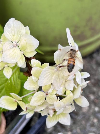 The same bee in the same hydrangea flowers, but the bee has its back to us.