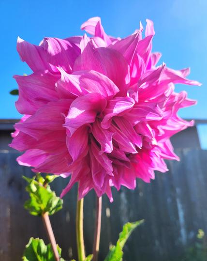A giant lavender pink dahlia blossom with blue sky in the background.