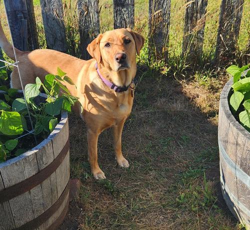 A golden lab standing between half barrels of green beans plants.