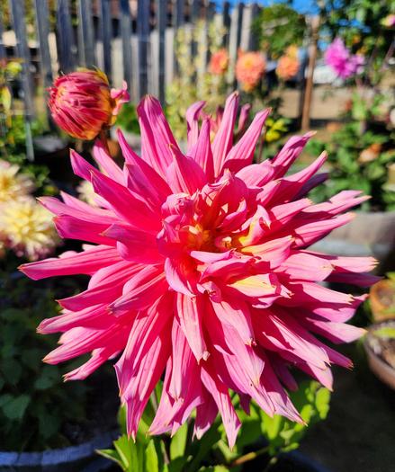 A bright pink and yellow dahlia blossom with pointed petals.