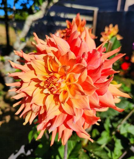 Orange and yellow large dahlia blossom.