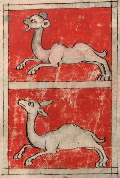 On a red background, two camels are shown facing towards the left. The top camel is double-humped so an Arabian camel. It has a mouse-like head with very round ears and an open mouth suggesting it is protesting. The bottom camel is single-humped so a Bactrian camel and is looking upwards with a closed mouth. Its head is narrow with an elongated snout and medium length narrow pointed ears. Image from Bibliothèque Universitaire Historique de Médecine (Montpellier), H. 437 ("L'Image du Monde / Bestiaire of Pierre de Beauvais").