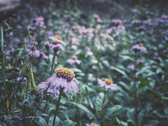 photograph of a field of asters