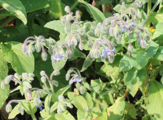Pale purple fuzzy stems supporting several fuzzy drooping pale green buds with a couple opened enough to reveal purple blossoms with an extending yellow center. The green leaves of their plants are beneath them.