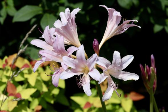Surprise lily open flowers and a bud