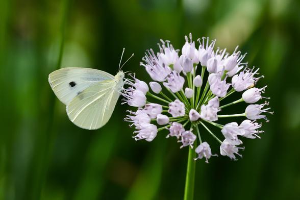 Cabbage Butterfly on allium bloom