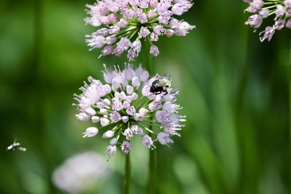 Allium and bee with an in-flight mystery guest