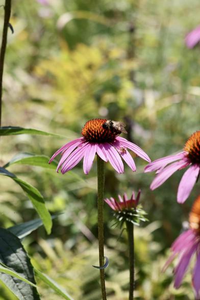 Purple coneflower with Bee and ambush bug. A very busy landing strip