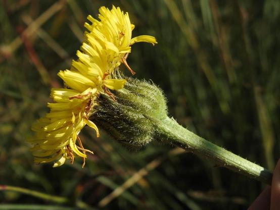 Photo of Hypochaeris maculata (Spotted Cat's-ear) by yvesbas. Attribution: (c) Yves Bas, some rights reserved (CC BY).
