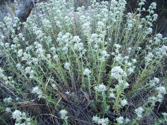 Image of Teucrium polium, the taxon in which the compound is found.