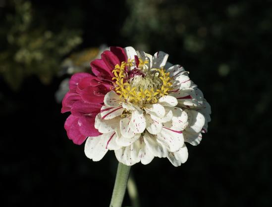 Zinnia blossom.