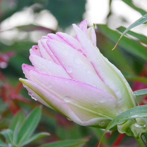 Halb geöffnete weiße Blüte mit rosa Rand.
