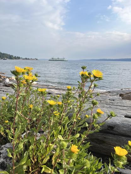 A small upright semi woody plant growing along a rocky beach with a large body of water beyond. Behind the Oma T are some large driftwood logs. The plant has cheerful yellow daisy shaped flowers. In the water in the far background is a very large car ferry about to dock.