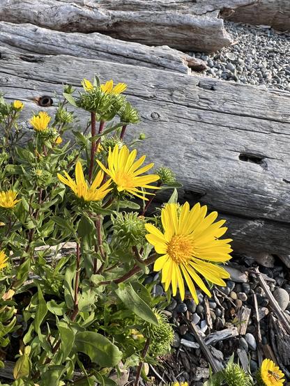 Closer view of the same plant as the first photo, view from above showing it growing in gravel surrounded by driftwood. The yellow petals are visible and they look a bit like yellow asters. The unopened buds are visible too and they are shiny and covered with fleshy tendrils like a rambutan fruit.