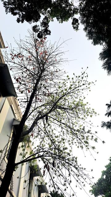 New leaves coming out of the tree while the blooming flowers soak in the sunlight.