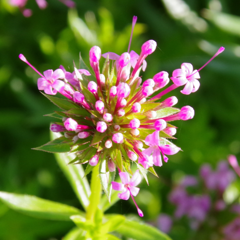 Blütenstand mit rosa Blüten und einen sehr langen Stempel.