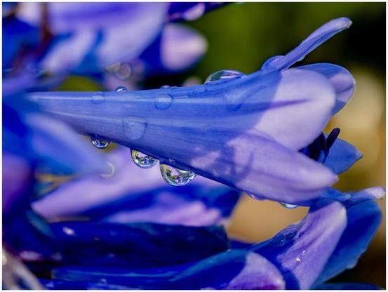 Close-up of a purple flower petal with water droplets on its surface, showcasing vibrant colors and delicate textures.