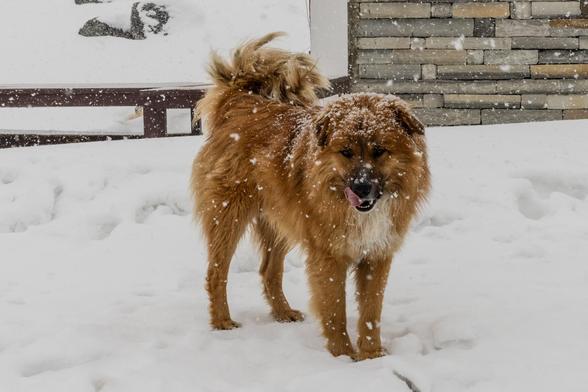 Hund