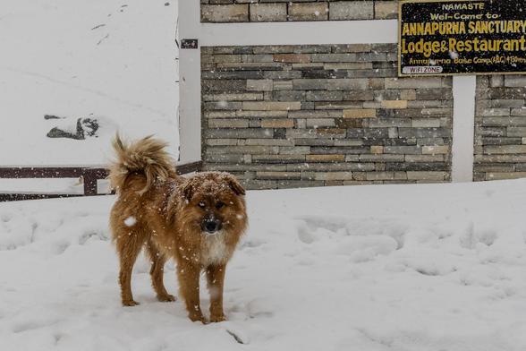 Hund