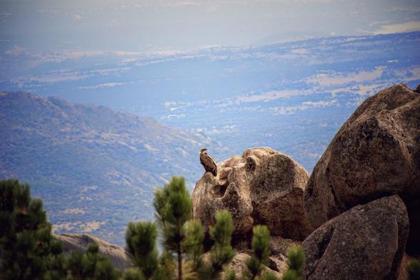 A majestic vulture sits on a large, weathered grey rock, surveying a vast mountain range that fades into a hazy, blue horizon. The foreground includes the soft-focus branches of pine trees.