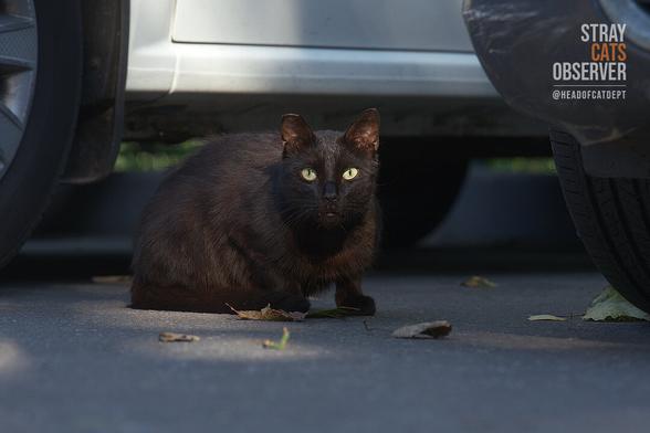 A black cat sits in the shadows between cars
