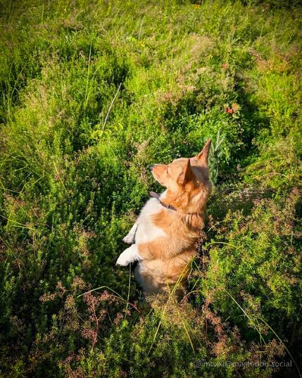 Moxxi the corgi is standing in a meercat pause in the middle of a field of overgrown vegetation. She's looking at something to the left, outside of the frame.