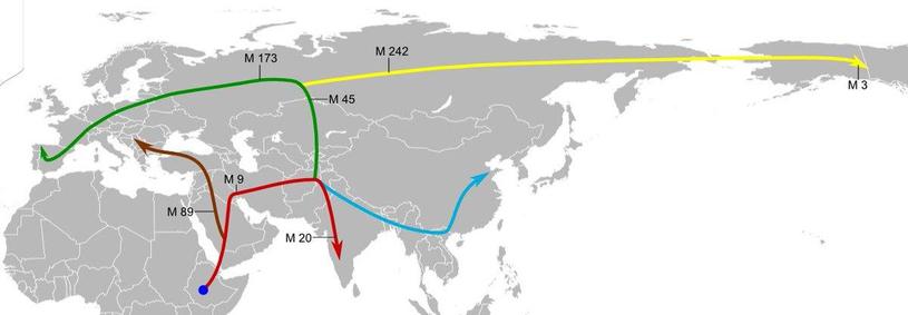 Die Grafik zeigt die Weltkarte mit den Wanderbewegungen des Homo Sapiens