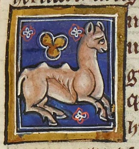 A goofy looking double-humped camel seeming to float through a starry night facing towards the right. Its two humps are pointed and look like small pointed pimples set equally far apart on the long back.. Its ribs are visible and it has upstanding pointed ears. It is brown and cream. Image from Trinity College Library (Cambridge), R.14.9.