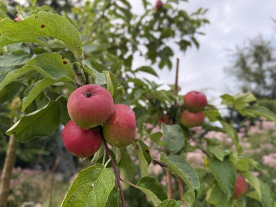 Rote Äpfel an einem Baum
