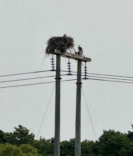 Really tall wooden dual-poles holding up the power line with a series of  4 insulators between top beam and each of the 3 power lines below. On top of the Beam there’s a very large stick nest on the left side with a bird on top, on the right side there’s an Osprey perched.