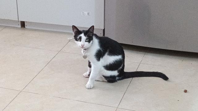 Black and white cat