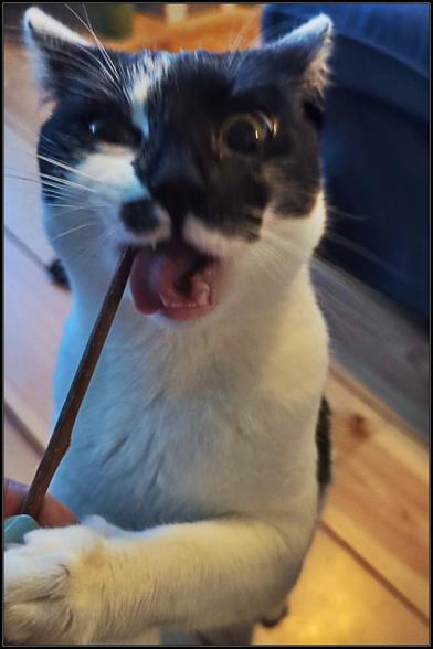 Lemon the cat chewing on a silvervine stick, looking completely zonked out. Her pupils are huge, tongue sticking out of the side of her mouth while she's chewing. She's desperately clawing at my hand, trying to grab the whole stick.