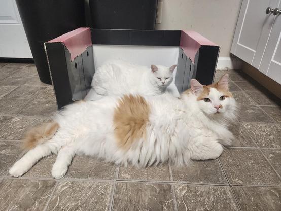 White cat lying in a large, three-sided box, open side facing viewer. Directly in front of her on the floor lies a larger Turkish Van cat. These two don't get along.