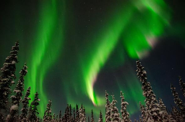 Bright green aurora borealis displays across a dark night sky in flowing, curtain-like bands and arcs. Snow-covered spruce trees create silhouettes in the foreground, their branches heavy with white snow. The northern lights show varying intensities of green with some hints of pink and purple at the edges.