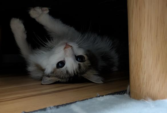 A Norwegian forest cat kitten lying on his back under my sofa.