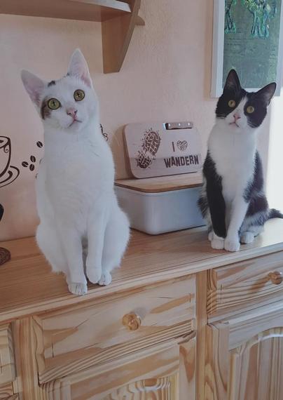 Weisse und schwarz weisse katze sitzen nebeneinander auf einer kommode