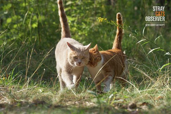 Two cats rub their heads as they approach us