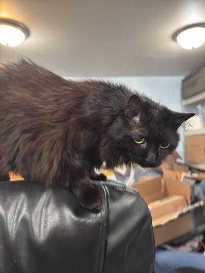 My black cat Penguin on the top of my office chair with a look of apprehension in her eyes as she questions her zoomies choice to get on there