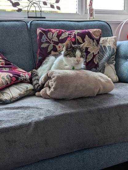 My tabby and white cat sitting on a folded blanket with his ears pointing forward