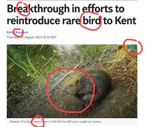 Screenshot of The Independent's Bulletin. "Breakthrough in efforts to reintroduce rare bird to Kent" by Emily Beament, Thursday 07 August 2025 10:33 BST with a half blurry pic of a beaver near water and: "Related: First baby beavers born in Norfolk for 600 years caught on camera". No links to an related article. A blue "download" button in the upper right corner (doesn't work). I marked with red the sounds for hallucinating a bird beaver and the blurry bad quality of the photo.