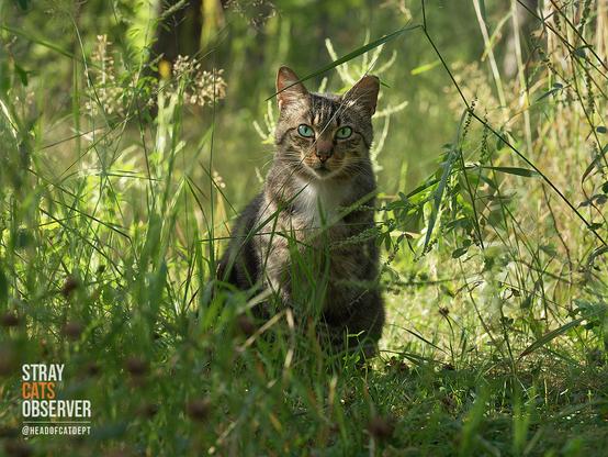 A tabby cat with green eyes sits in tall grass
