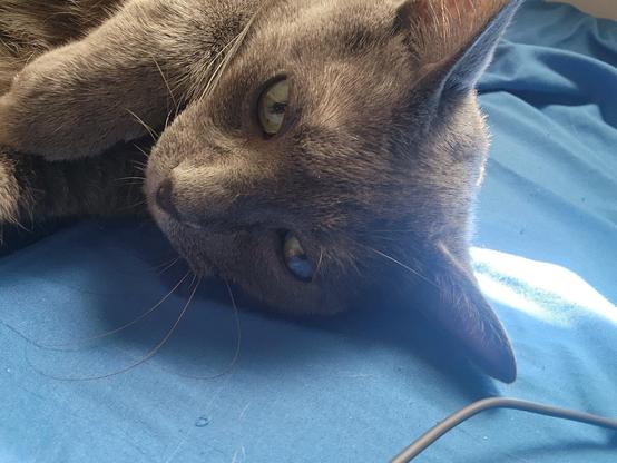 closeup of a Russian blue cat lying on a blue blanket.