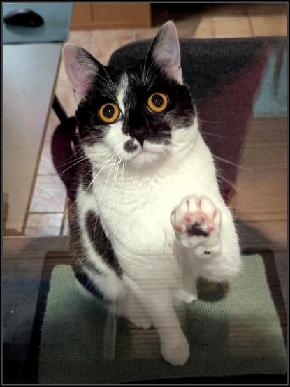 Lemon the cat photographed through the back window of the house. She's on the windowsill, one paw against the glass, looking up at the camera with her best sad Puss in Boots impression.