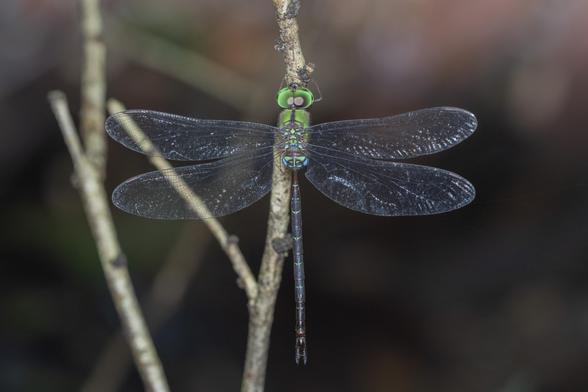 spear-tailed duskhawker (Gynacantha dohrni), a large, bright green hawker dragonfly, clinging to a twig.