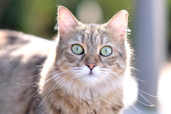 Portrait of a fluffy tabby cat, looking at the camera.