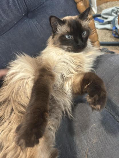A fluffy, cream-colored cat with dark brown markings is lounging on a blue chair, stretching out comfortably. The cat has striking blue eyes and a relaxed posture, with its limbs extended. A hint of a messy background is visible.