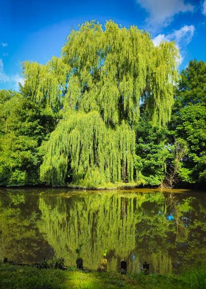 The photo shows a large willow tree with long, sweeping branches covered in green leaves, standing beside a calm body of water. The tree’s drooping branches create a graceful curtain-like effect, and its reflection is clearly visible on the still surface of the water. Behind the willow, there are other dense green trees under a bright blue sky with a few white clouds. The sunlight highlights the vibrant greenery, making the scene look peaceful and full of life.